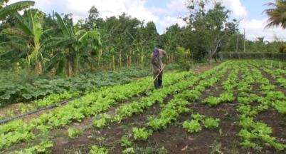 agricultura