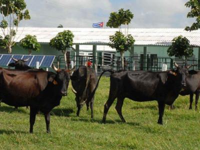 Aplican tecnología informática para potenciar producción lechera