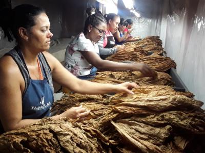exportación de tabaco ecológico en Cienfuego