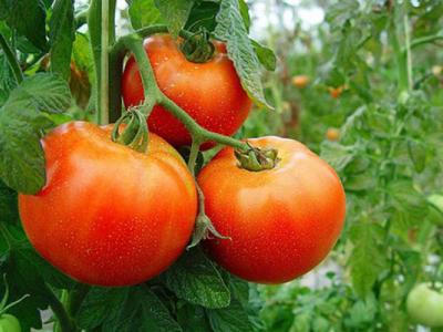 Variedades de tomate