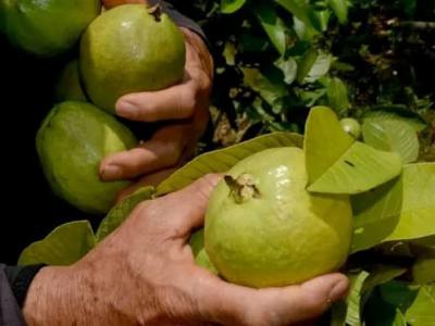 alimentación