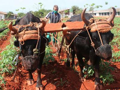 Impacta bloqueo de EE.UU. en la agricultura cubana
