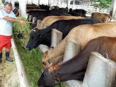 CUBA; ECONOMÍA; AGRICULTURA