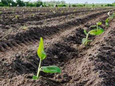 CUBA;ECONOMÍA;ACTORES ECONÓMICOS;POLOS PRODUCTIVOS