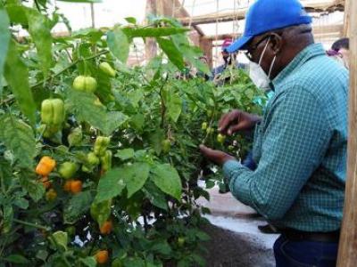  Producción de alimentos sigue centrando agenda de gobierno cubano.jpg (35.75 KB