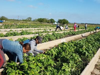 produccion de alimentos
