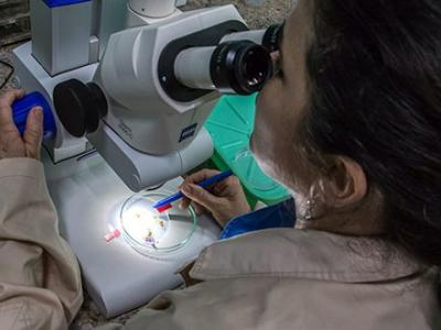 Directo al grano: La respuesta de la ciencia cubana a urgencias actuales.