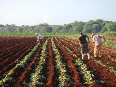 Cuba;economía,actores económicos