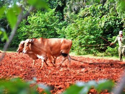 agricultura retos y desafios