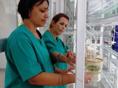  Instituto de Biotecnología de las Plantas (IBP),