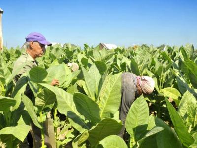 reglamento para la importación de productos de origen vegetal