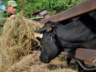 VIII Pleno del CCPCC