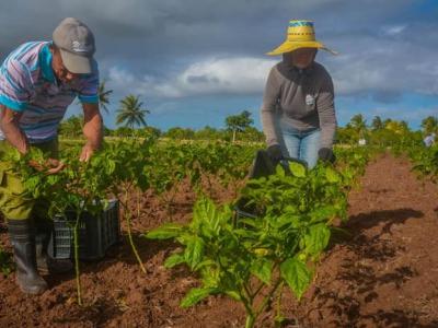 perfeccionamiento normativo del cooperativismo en Cuba