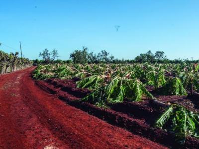 Recuperar lo perdido en la agricultura tiene que ser premisa de trabajo