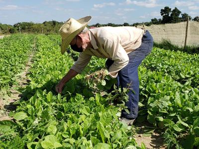 mongo_entrevista1.jpg (205.42 KB)