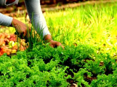 SOBERANÍA ALIMENTARIA