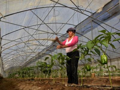 FAO y Cuba, cooperación por la soberanía alimentaria