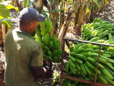 Producción agropecuaria en Cuba