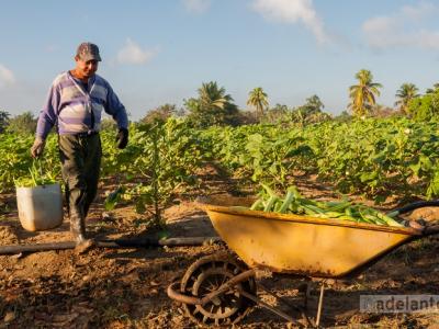 CUBA;ECONOMÍA;AGRICULTURA;BCC
