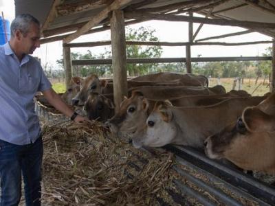 vacas