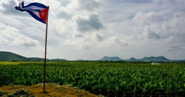 Anuncia FAO decisión de apoyar a Cuba en producción de semillas