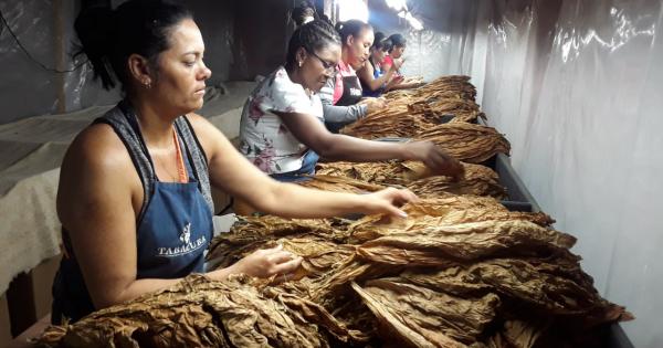 exportación de tabaco ecológico en Cienfuego