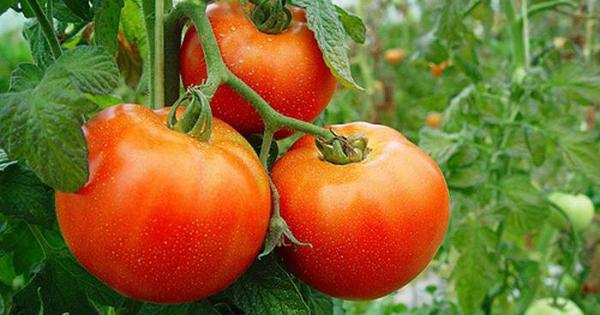 Variedades de tomate