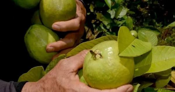 alimentación