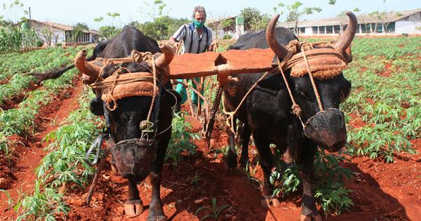 Impacta bloqueo de EE.UU. en la agricultura cubana