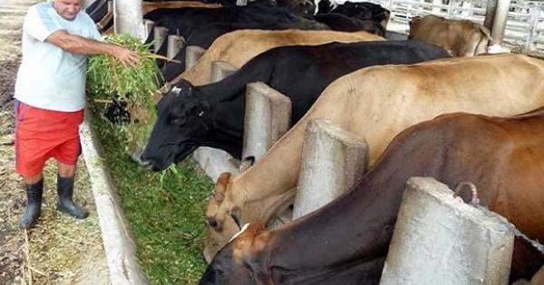 CUBA; ECONOMÍA; AGRICULTURA