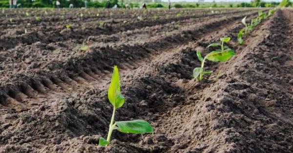 CUBA;ECONOMÍA;ACTORES ECONÓMICOS;POLOS PRODUCTIVOS