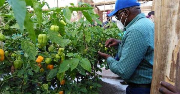 Producción de alimentos sigue centrando agenda de gobierno cubano.jpg (35.75 KB