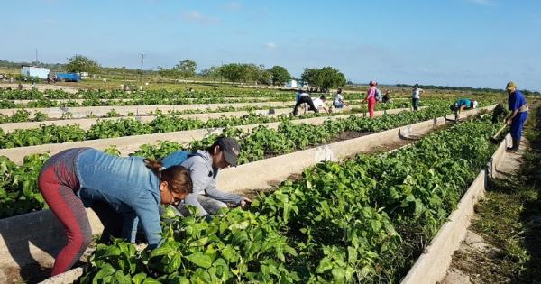 produccion de alimentos