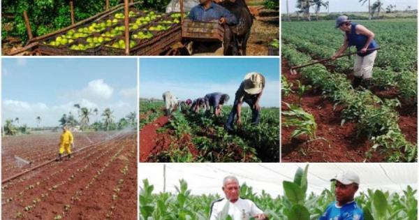 produccion de alimentos