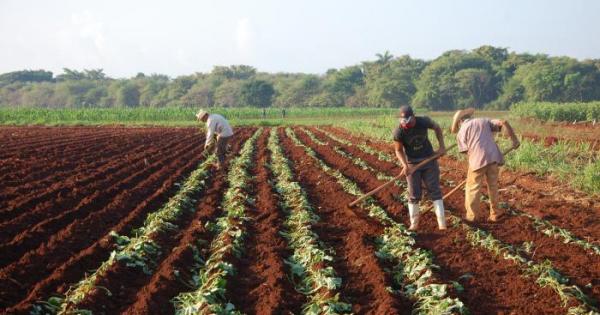 Cuba;economía,actores económicos
