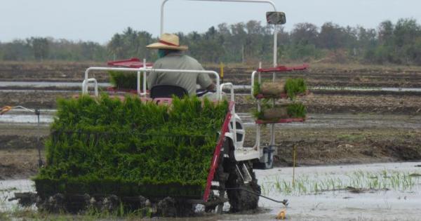 CULTIVO DE ARROZ