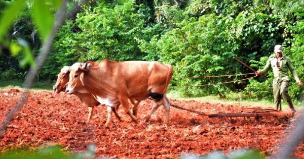 agricultura retos y desafios