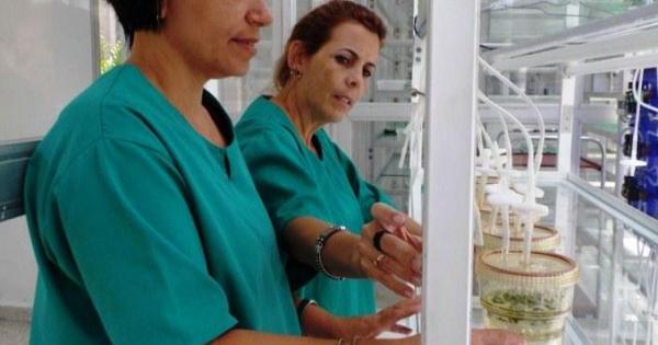 Instituto de Biotecnología de las Plantas (IBP),