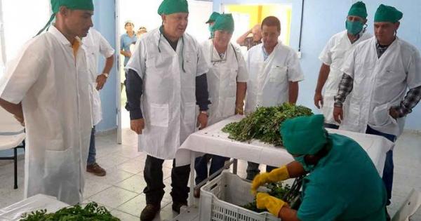 moringa de Cuba