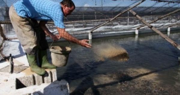 Acuicultura