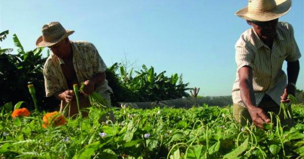 En la producción nacional de alimentos hay un objetivo estratégico del país