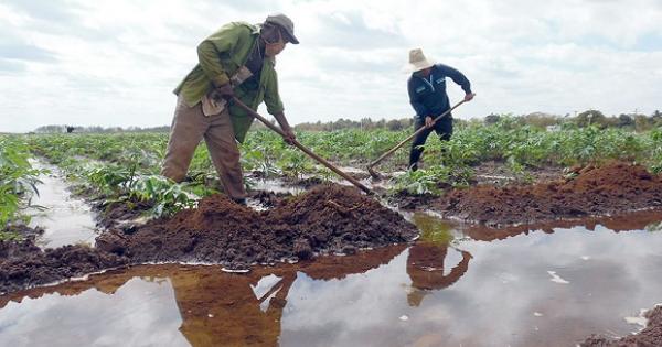 full-agricultores.jpg (91.38 KB)