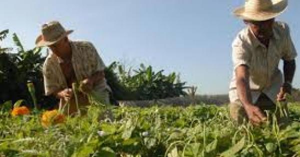 Incrementar la resiliencia climática en los sistemas agrícolas en Cuba