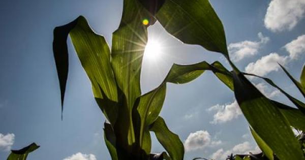agricultura