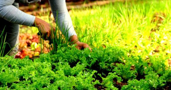 SOBERANÍA ALIMENTARIA