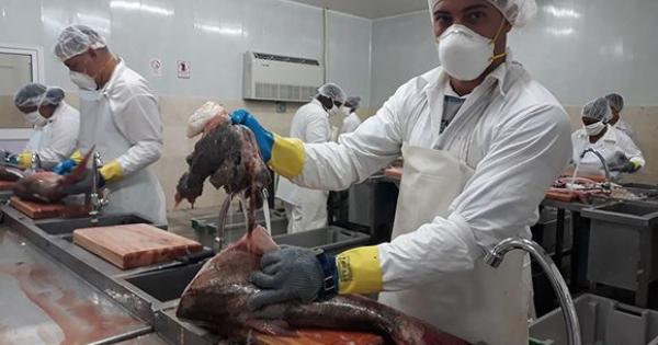 ¿Cómo aportan las empresas filiales al dinamismo de la economía cubana? (Parte I)