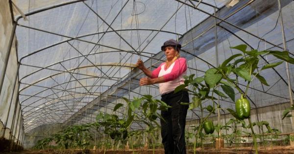 FAO y Cuba, cooperación por la soberanía alimentaria