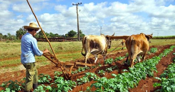 produccion de alimentos