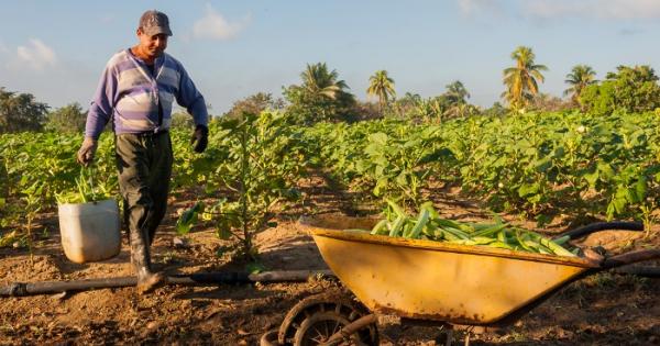 CUBA;ECONOMÍA;AGRICULTURA;BCC