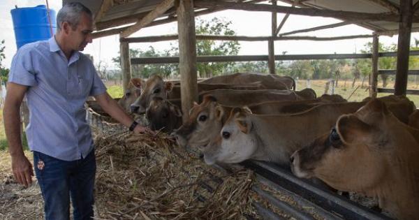 vacas